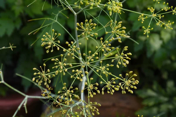 Dill, Aplaceae kereviz familyasından yıllık bir bitkidir.
