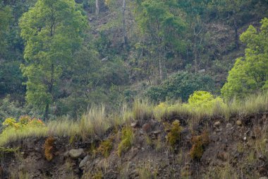 Yeşil otlar ve ağaçlarla kaplı düzlükler..
