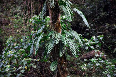 Canavar, genellikle İsviçre Peynir Bitkisi olarak bilinir. Himalaya ormanında ağaçlardan sarkan asalak bir bitki. .