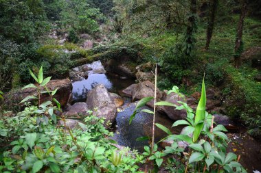 Durgun berrak suları, yeşil ormanı ve kayaları olan Himalyan nehirleri..