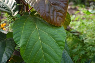Belirli damarları olan fil kulaklı bitki yaprakları.