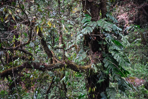 Tree covered with Monstera, commonly known as Swiss Cheese Plant, and moss .