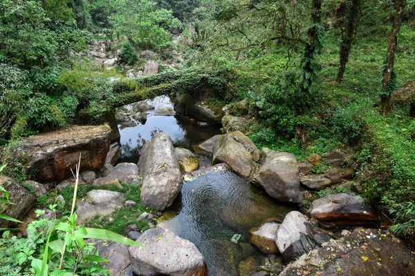 A himalyan rivulets with stagnant clear water , green forest and boulders.