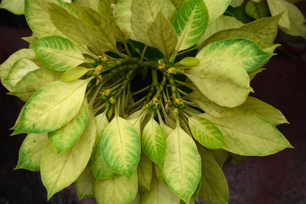 Sarı yeşil noktalı saksı bitkisi. .