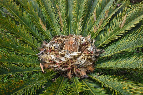 Cycas revoluta, sago palmiyesinin bir çeşididir. .