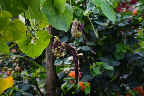 Aristolochia Ringens Commonly Known Dutchman Pipe — Stock Photo, Image