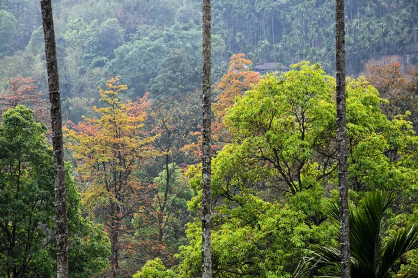 Braune Und Grüne Bäume Himalaya Wald — Stockfoto