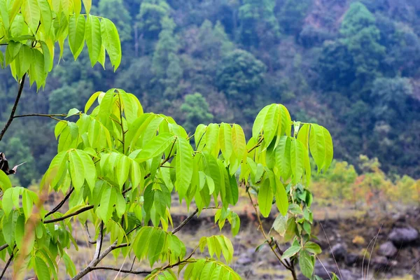 Zweige Mit Saftgrünem Laub Auf Den Dämmen Des Flusses Bedeckt — Stockfoto