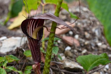 Arisaema speciosum 