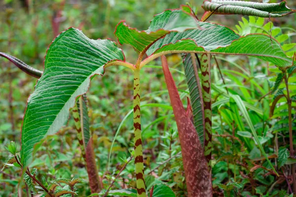Arisaema speciosum 