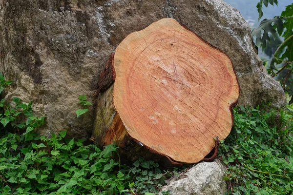 Bir Kerestenin Gövdesinin Çapraz Kesimi Ölü Kabuk Tabakası Kırmızı Tanımlı — Stok fotoğraf