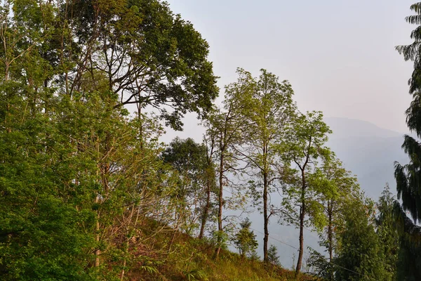 美丽的树景 在喀林邦的喜玛拉雅森林 — 图库照片