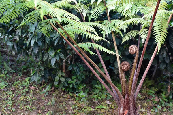 Cyathea lepifera 'nın yakın görüntüsü, çalılık ağacı Himalaya dağlarında yetişen bir eğreltiotudur..