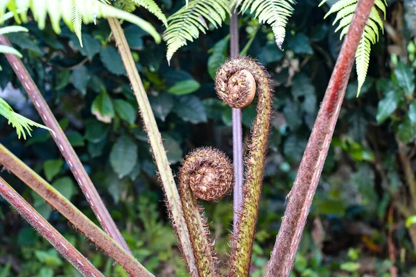 Vista Cerca Cyathea Lepifera Árbol Maceta Cepillo Helecho Que Crece — Foto de Stock