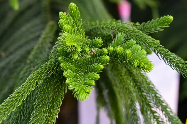 Vista Macro Ramas Verdes Espinosas Árbol Pelaje Comúnmente Conocido Como — Foto de Stock