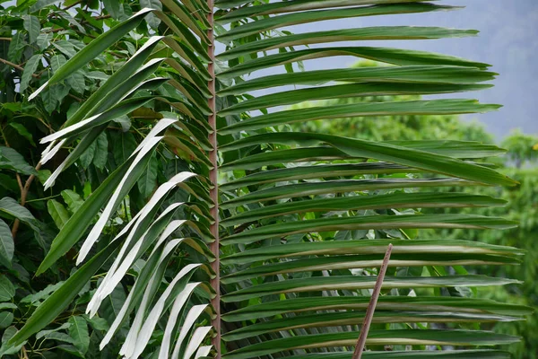 Arenga Pinnata Powszechnie Znany Jako Sugar Palm Duże Zielone Liści — Zdjęcie stockowe