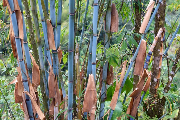 Himalayacalamus Hookerianus Jest Powszechnie Nazywany Himalayan Blue Bamboo — Zdjęcie stockowe