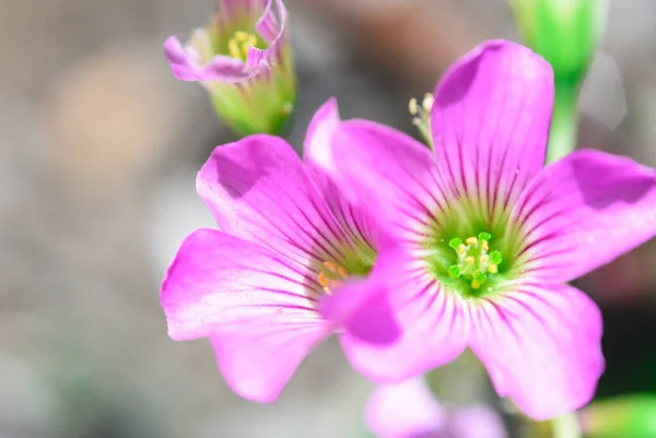 Xarope Rosa Vista Macro Plano Ornamental Exótico — Fotografia de Stock