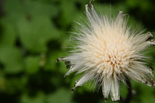 common dandelion, the familiar weed of lawns and roadsides.