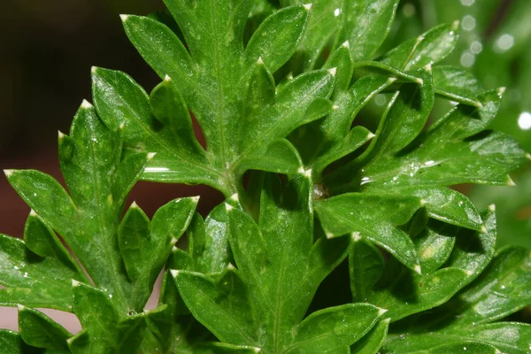 Maydanoz, kişniş yapraklarına benzeyen koyu yeşil kıvrımlı taze bir bitkidir..