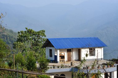 Yosun ve yosunla kaplanmış çam kütüğü, Himalaya ormanı, Kalimpong.