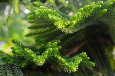 Çam ağacı olarak bilinen kürk ağacının yeşil dikenli dallarının makro görüntüsü.