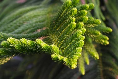 Çam ağacı olarak bilinen kürk ağacının yeşil dikenli dallarının makro görüntüsü.