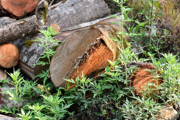 Toro Pinho Caído Coberto Com Musgo Líquen Floresta Himalaia Kalimpong — Fotografia de Stock