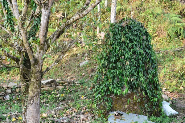 Kalimpong Himalaya Ormanında Yeşil Asalak Bitkisiyle Kaplı Bir Taş — Stok fotoğraf