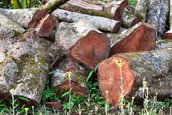 Fenyő Rönk Mohával Zuzmóval Borítva Himalája Erdő Kalimpong — Stock Fotó