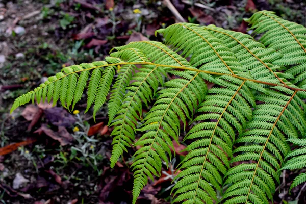 Himalayan Green Ferns Often Called Fronds Fronds Usually Composed Leafy — Stock Photo, Image