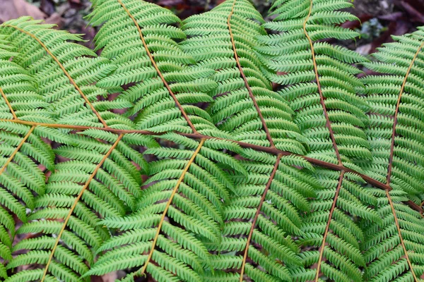 히말라야에 양치식물은 엽상체라고 불립니다 잎으로 로구성 — 스톡 사진