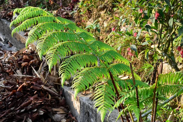 히말라야에 양치식물은 엽상체라고 불립니다 잎으로 로구성 — 스톡 사진