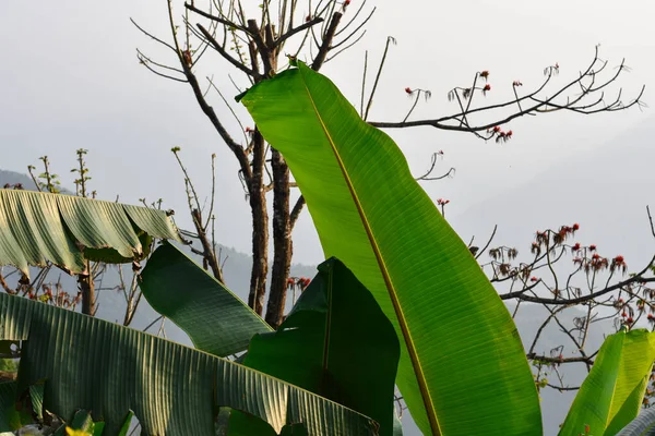 Gładkie Woskowe Liście Ciemnozielony Kolor Drzewa Bananowego — Zdjęcie stockowe
