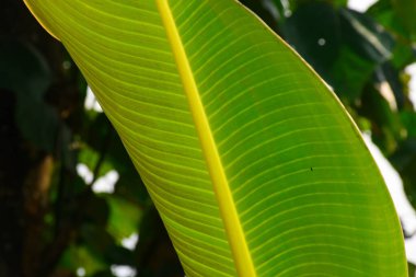 Yumuşak, balmumu yapraklar, muz ağacının koyu yeşil rengi.