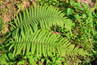 Himalaya yeşil eğreltiotları, genellikle yapraklar olarak adlandırılır. Frontler genellikle yapraklı bir bıçak ve yaprak sapından oluşur..