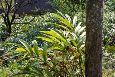 Siyah kakule kırmızı saplı, uzun boylu, kümelenmiş bol parlak, ince ve tropikal yaprakları olan yemyeşil bir kakuledir. Genellikle sarı ya da beyaz çiçekler üste oluşur..