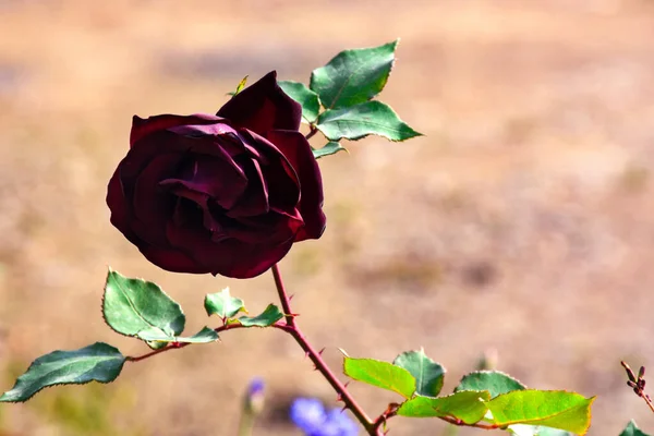 Yeşil yapraklı kırmızı bir gül..