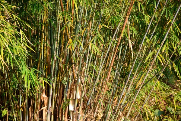 Himalayacalamus Hookerianus Thin Variety Bamboo Himalaya Mountain Kalimpong India — Stock Photo, Image