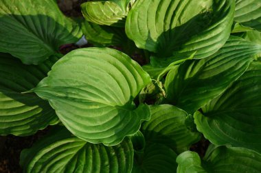 Prezervatifler amboinensis, tanımlı desenli yeşil dairesel yapraklar..