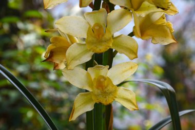 Sarı renkli Cymbidium, yaygın olarak tekne orkidesi olarak bilinir.