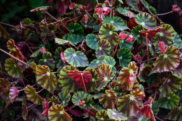 Begonia Rex Leaves Mix Green Pink Burgundy Also Include Metallic — Stock Photo, Image
