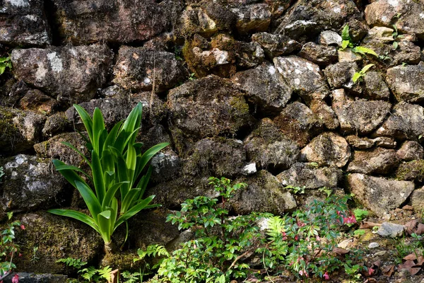 Eremurus Robustus, kaya duvarında yetişen zambak bitkisi.