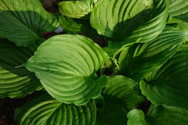 Prezervatifler amboinensis, tanımlı desenli yeşil dairesel yapraklar..