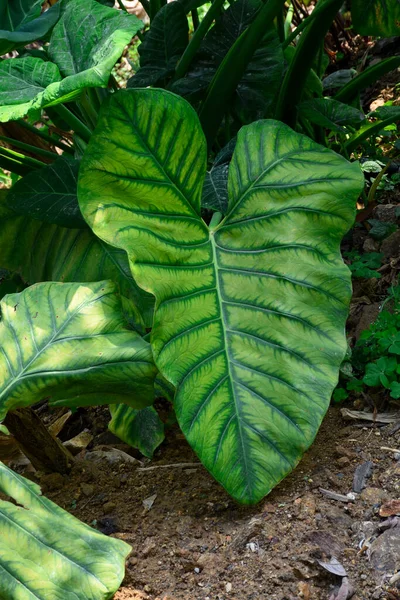 Alocasia clypeolata yaygın olarak Fil Kulağı olarak bilinir, zıt yapraklarla dekoratif bir Alocasia..