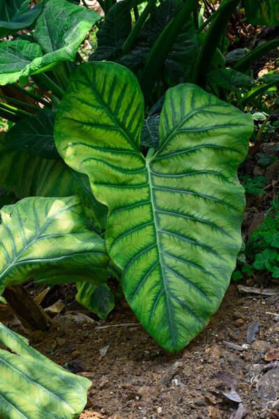 Alocasia clypeolata commonly known as Elephant Ears, a decorative Alocasia with contrasting leaves.