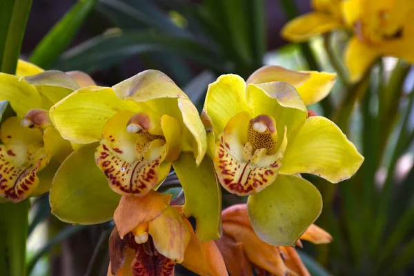 Gul Färg Cymbidium Allmänt Känd Som Båt Orkidé — Stockfoto