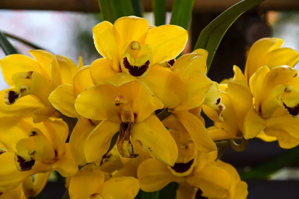 Color Amarillo Cymbidium Comúnmente Conocido Como Orquídea Barco —  Fotos de Stock