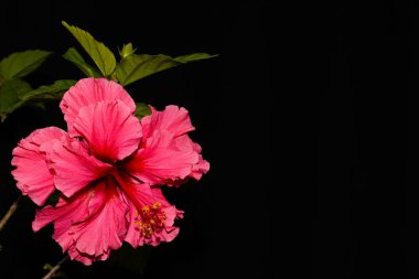 Hibiscus rosa-sinensis çalılıktır, her zaman yeşildir. Halk arasında Çin Gülü olarak bilinir. Sarı lekeli kırmızı yapraklar..