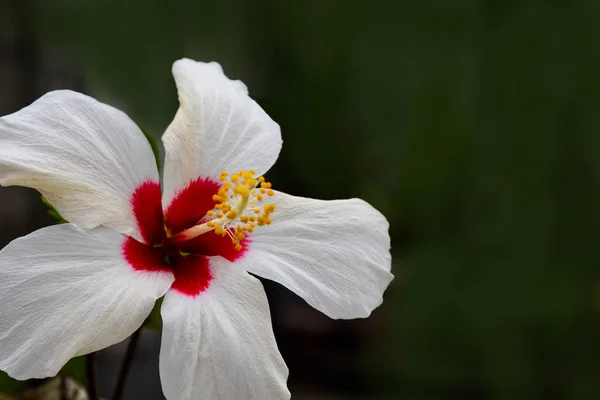 Hibiscus Rosa Sinensis Arbusto Arbustivo Perene Vulgarmente Conhecido Como China — Fotografia de Stock